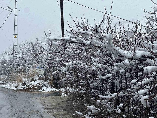 Malatya’da kayısı bahçeleri kar altında kaldı 1