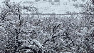 Malatya’da kayısı bahçeleri kar altında kaldı