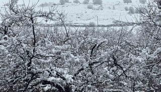 Malatya&rsquo;da kayısı bah&ccedil;eleri kar altında kaldı