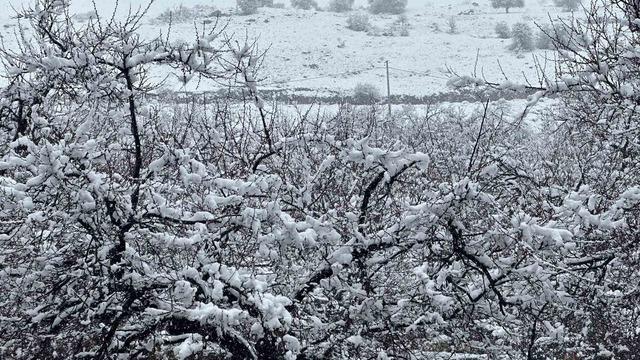 Malatya’da kayısı bahçeleri kar altında kaldı