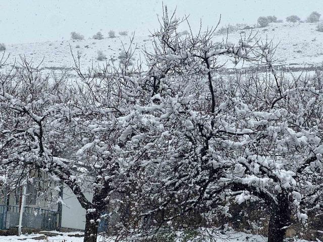 Malatya’da kayısı bahçeleri kar altında kaldı 5