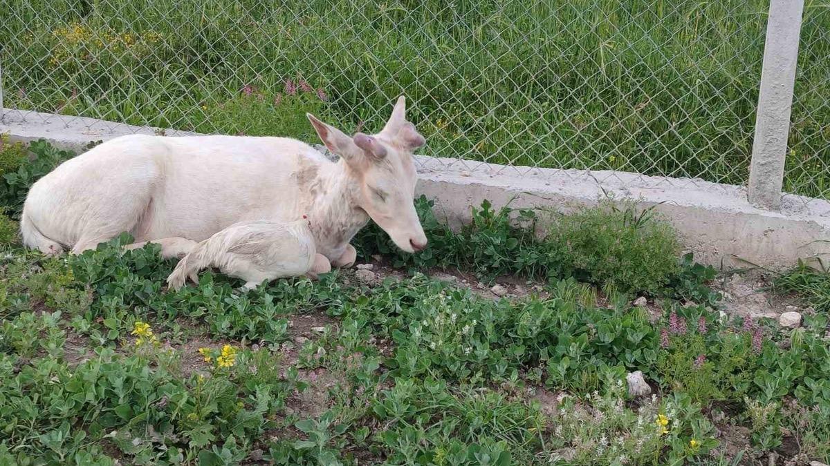 Elazığ’da beyaz alageyik evin bahçesine indi