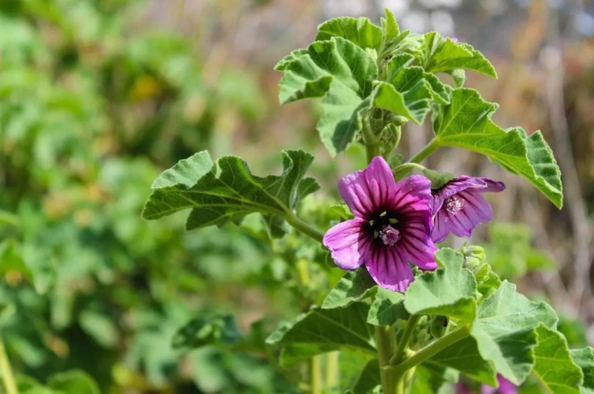 Faydasını duyan herkes almaya çalışıyor! Yılda bir ay toplanan şifacı 1