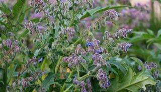 Faydasını duyan herkes almaya çalışıyor! Yılda bir ay toplanan şifacı