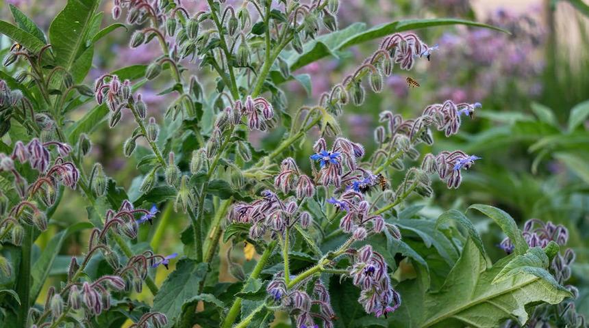 Faydasını duyan herkes almaya &ccedil;alışıyor! Yılda bir ay toplanan şifacı