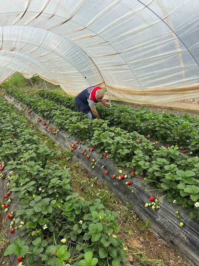 Köşk’te çilekte pestisit denetimi sürüyor 2