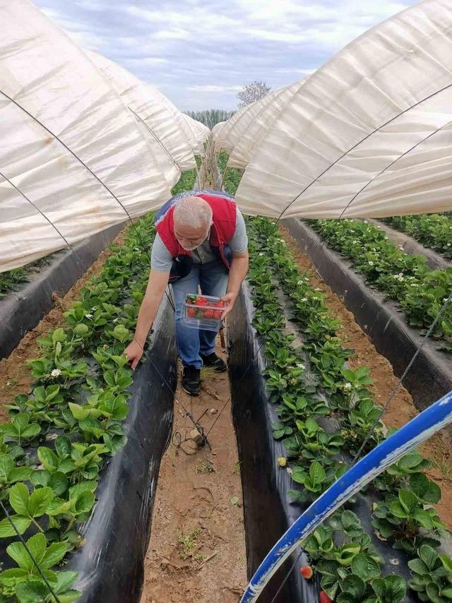 Köşk’te çilekte pestisit denetimi sürüyor 1