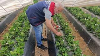 Köşk’te çilekte pestisit denetimi sürüyor