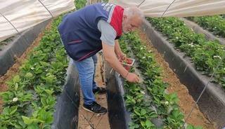 K&ouml;şk&rsquo;te &ccedil;ilekte pestisit denetimi s&uuml;r&uuml;yor