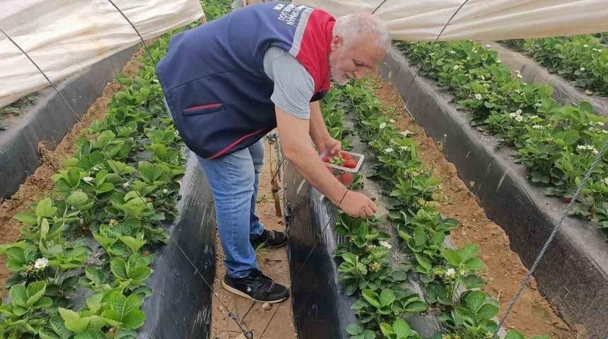 K&ouml;şk&rsquo;te &ccedil;ilekte pestisit denetimi s&uuml;r&uuml;yor