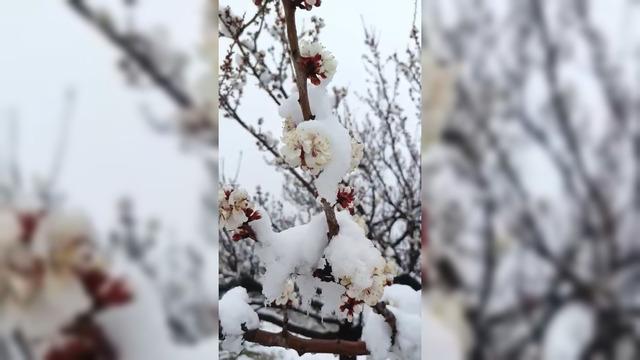 Malatya da kar yağışı etkili oldu 1