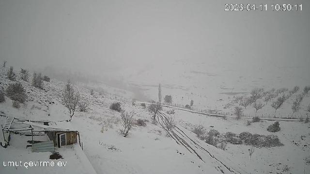 Malatya'da aç kalan kurt sürüsü köye indi