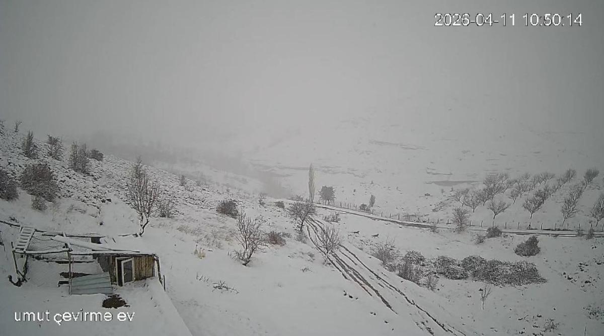 Malatya da aç kalan kurt sürüsü köye indi 1