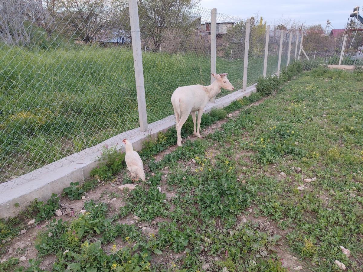 Böylesini ilk defa göreceksiniz: Kuğu gibi bembeyaz! 1