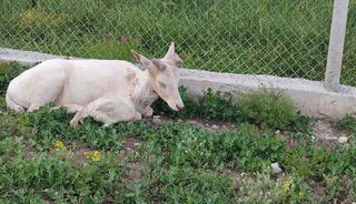 B&ouml;ylesini ilk defa g&ouml;receksiniz: Kuğu gibi bembeyaz!