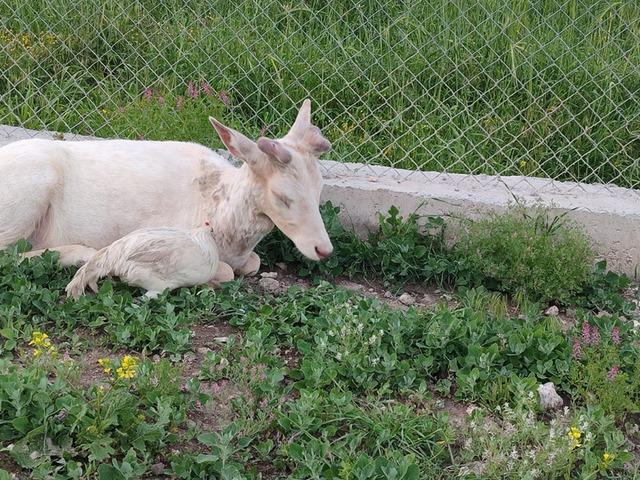 B&ouml;ylesini ilk defa g&ouml;receksiniz: Kuğu gibi bembeyaz!