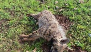 K&ouml;peklerin saldırdığı sırtlan telef oldu