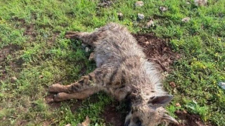 K&ouml;peklerin saldırdığı sırtlan telef oldu