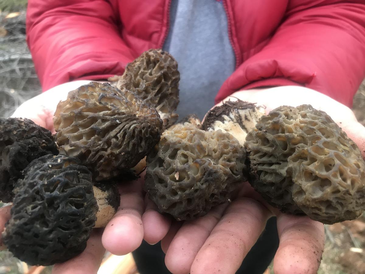 Kilosu 1500 TL: Günde 6 kg bulan var! Herkes katılıyor, hayat duruyor 1