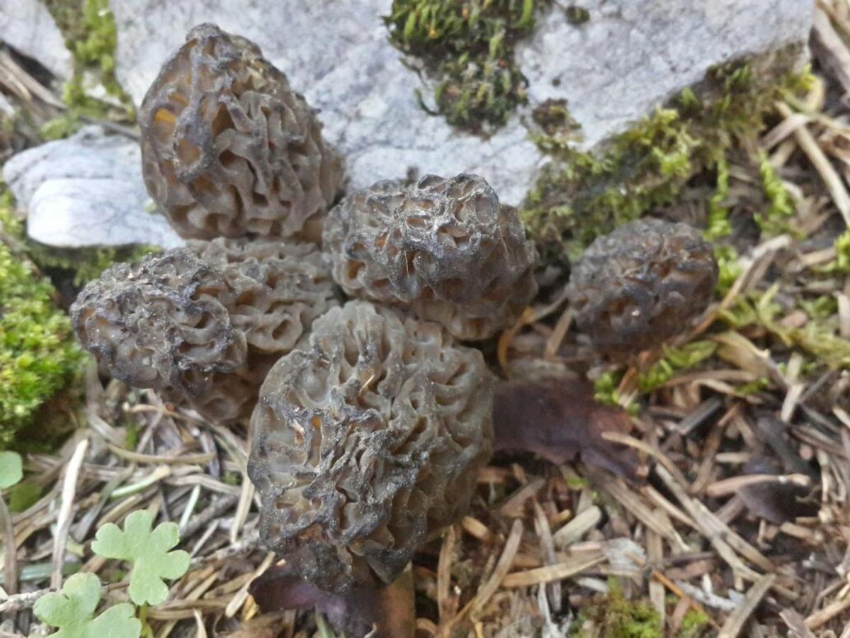 Kilosu 1500 TL: Günde 6 kg bulan var! Herkes katılıyor, hayat duruyor 2