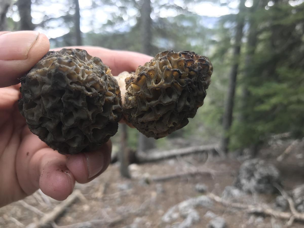 Kilosu 1500 TL: Günde 6 kg bulan var! Herkes katılıyor, hayat duruyor 4