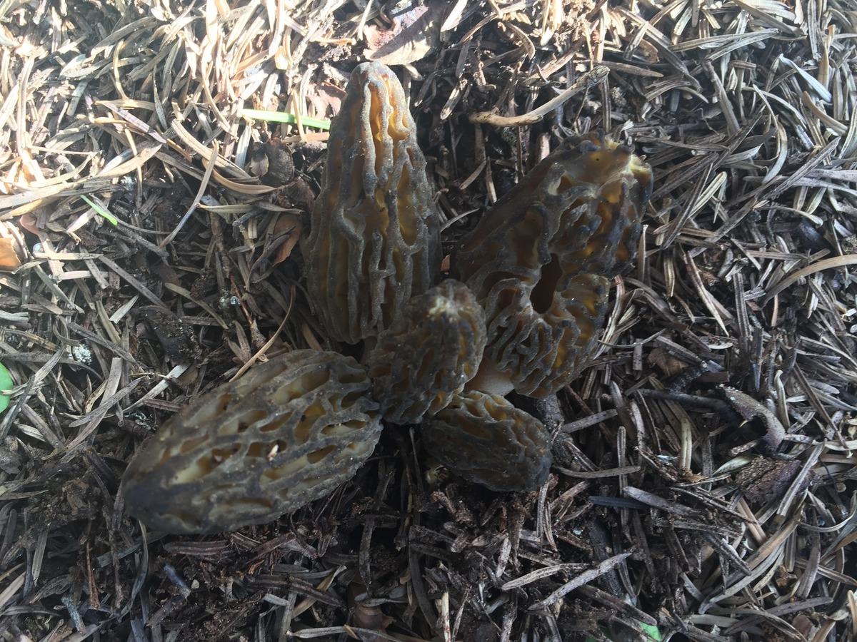 Kilosu 1500 TL: Günde 6 kg bulan var! Herkes katılıyor, hayat duruyor 5