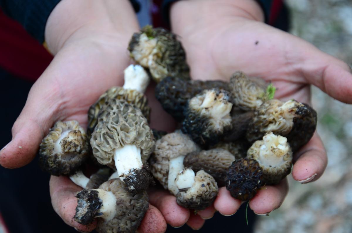 Kilosu 1500 TL: Günde 6 kg bulan var! Herkes katılıyor, hayat duruyor 7