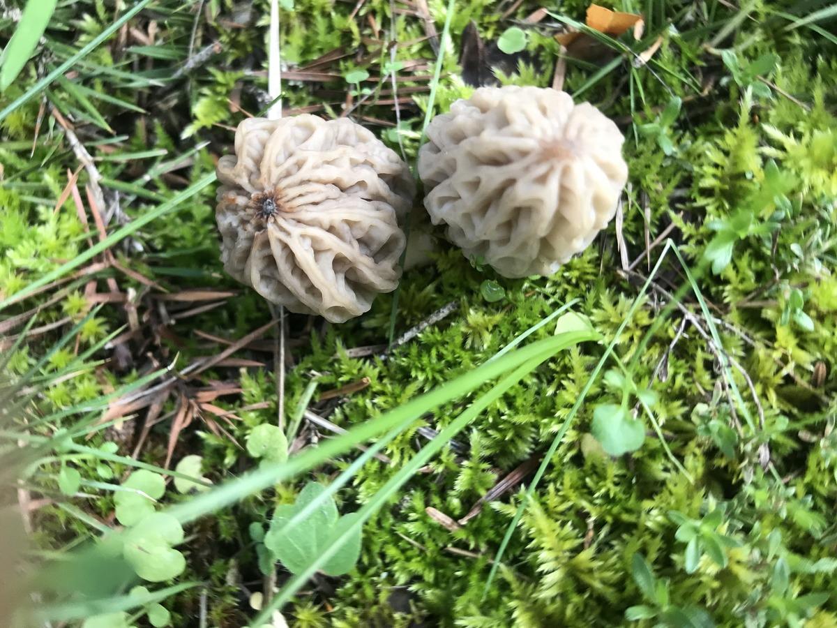 Kilosu 1500 TL: Günde 6 kg bulan var! Herkes katılıyor, hayat duruyor 8