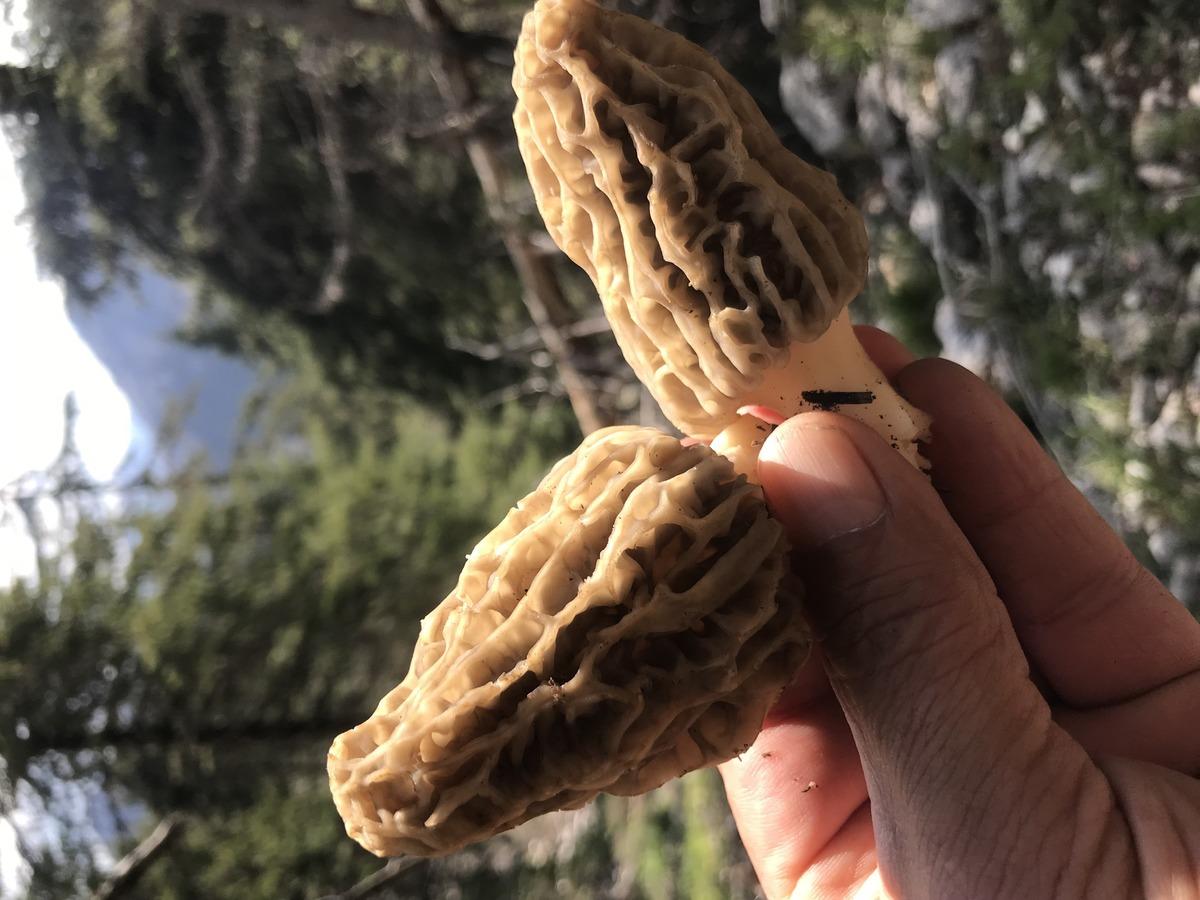 Kilosu 1500 TL: Günde 6 kg bulan var! Herkes katılıyor, hayat duruyor 10