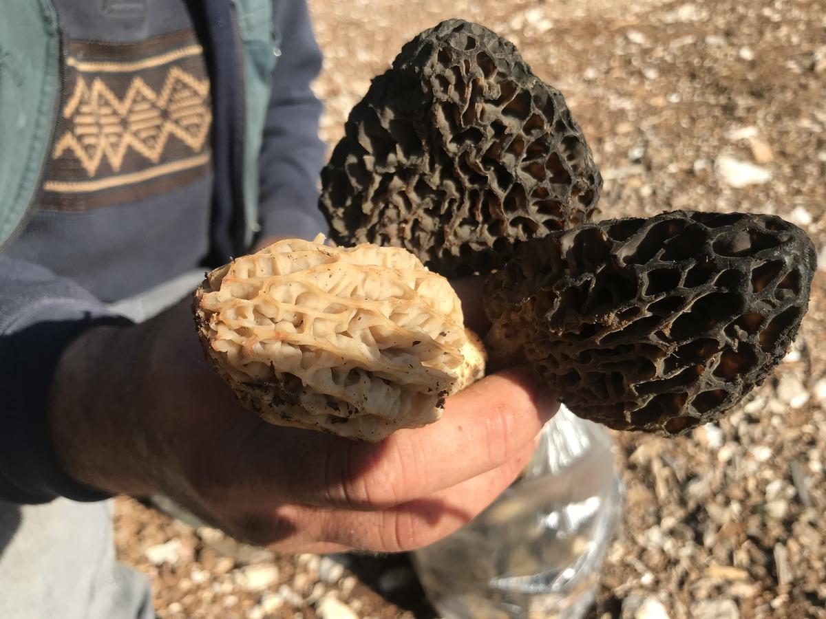 Kilosu 1500 TL: Günde 6 kg bulan var! Herkes katılıyor, hayat duruyor 11