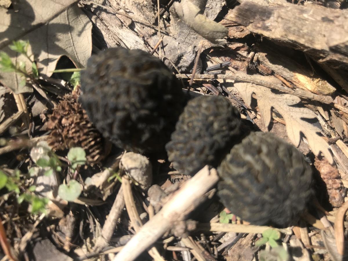 Kilosu 1500 TL: Günde 6 kg bulan var! Herkes katılıyor, hayat duruyor 12