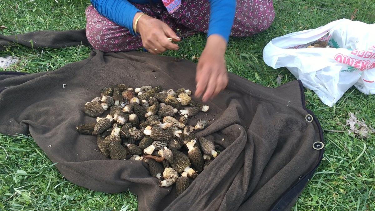 Kilosu 1500 TL: Günde 6 kg bulan var! Herkes katılıyor, hayat duruyor 17