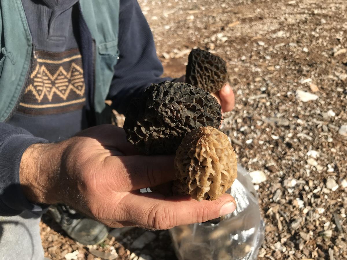 Kilosu 1500 TL: Günde 6 kg bulan var! Herkes katılıyor, hayat duruyor 18