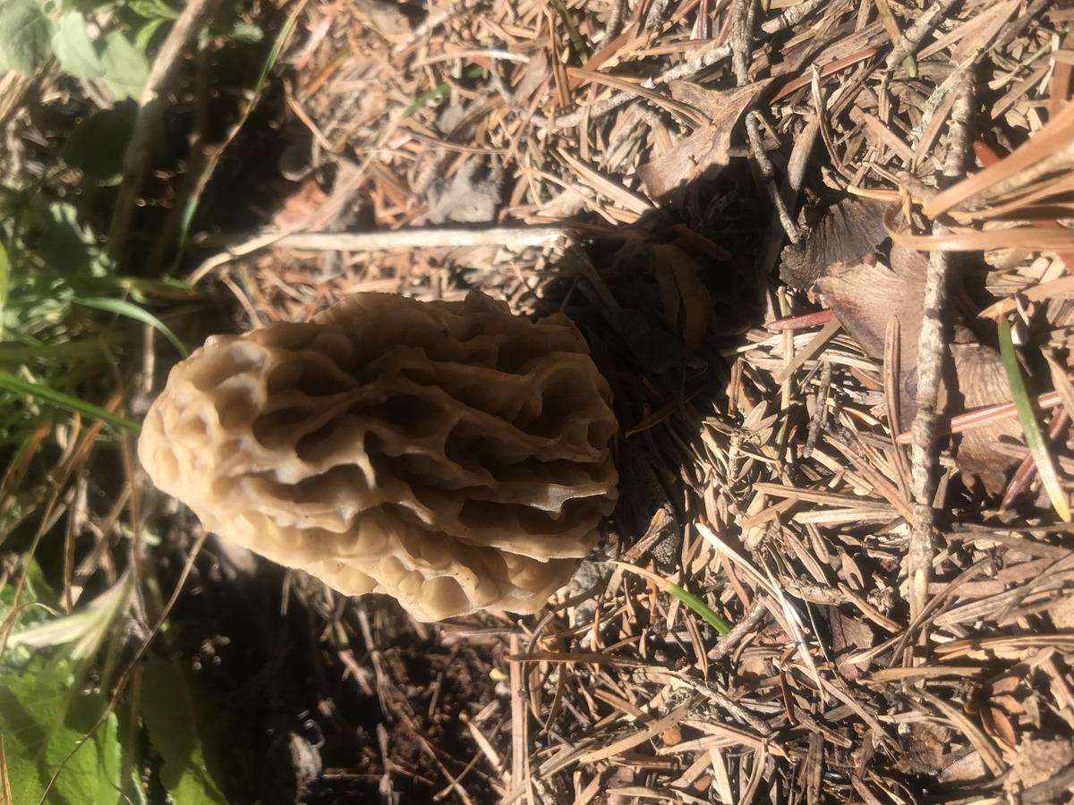 Kilosu 1500 TL: Günde 6 kg bulan var! Herkes katılıyor, hayat duruyor 19