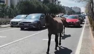 Başıboş atlar şehirde yolları mesken tuttu