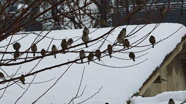 Kar durmak bilmiyor! 82 köy yolu ulaşıma kapandı 4