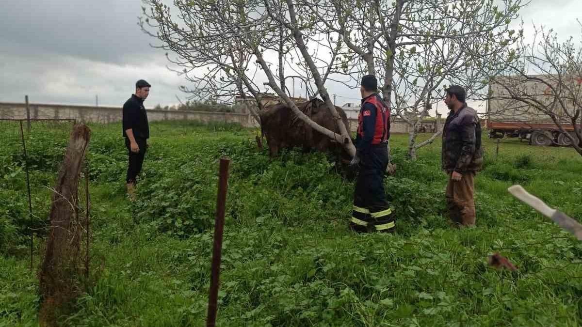 Mardin’de kuyuya düşen ineği itfaiye kurtardı