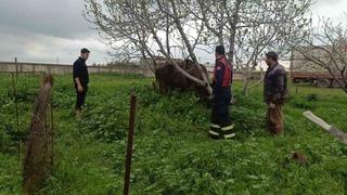 Mardin’de kuyuya düşen ineği itfaiye kurtardı