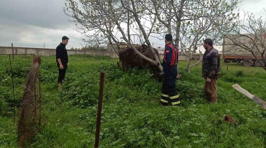 Mardin&rsquo;de kuyuya d&uuml;şen ineği itfaiye kurtardı