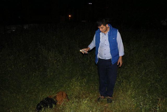 Sokak köpekleri saldırdı 3 oğlak telef oldu