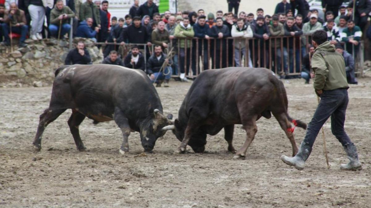 Artvin'de boğa güreşleri sezonu Sarıgöl'de açıldı