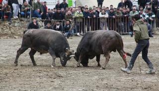 Artvin'de boğa g&uuml;reşleri sezonu Sarıg&ouml;l'de a&ccedil;ıldı
