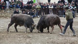 Artvin'de boğa güreşleri sezonu Sarıgöl'de açıldı
