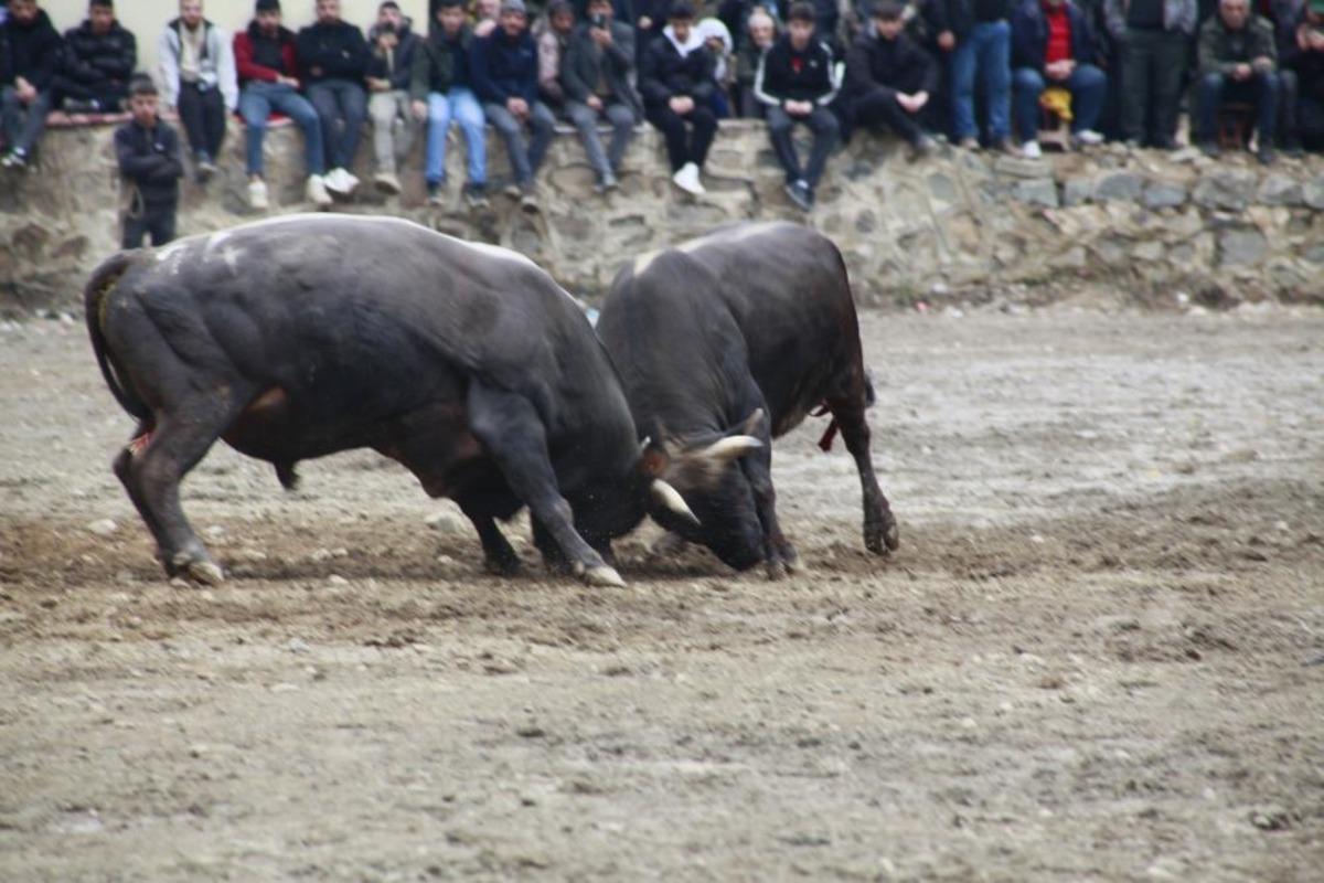 Artvin de boğa g&uuml;reşleri sezonu Sarıg&ouml;l de a&ccedil;ıldı 4