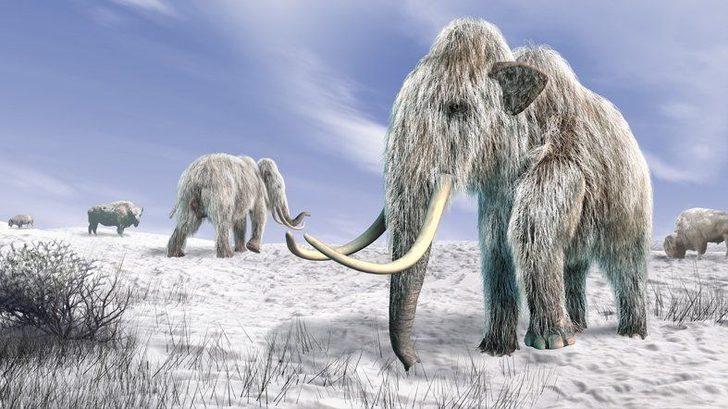 4 bin yıl önce soyları tükenmişti! Mamutlar tekrar dünyaya geliyor  G2
