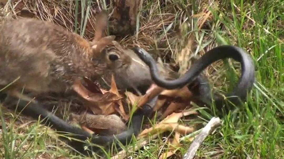 Yılan, anne tavşana yenildi 
