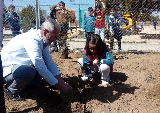 Boğazlıyan’da öğrenciler okul bahçesine gül dikti