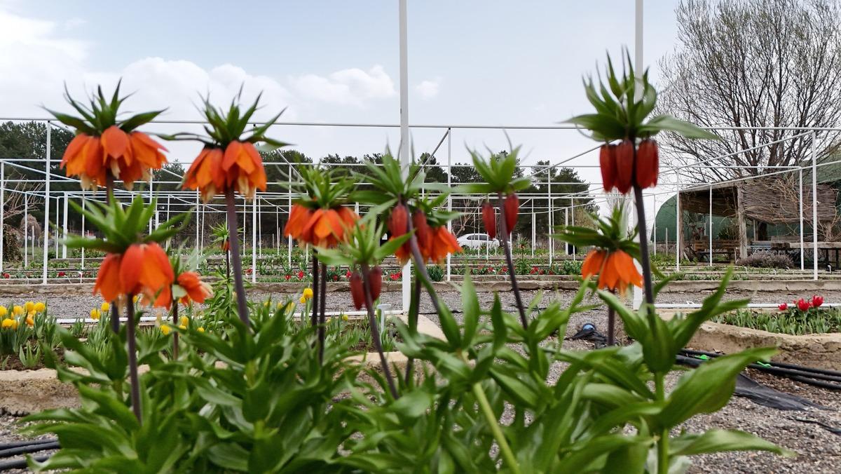 Yılda sadece 20 g&uuml;n yaşıyor!  Koparmanın cezası dudak u&ccedil;uklatıyor 1