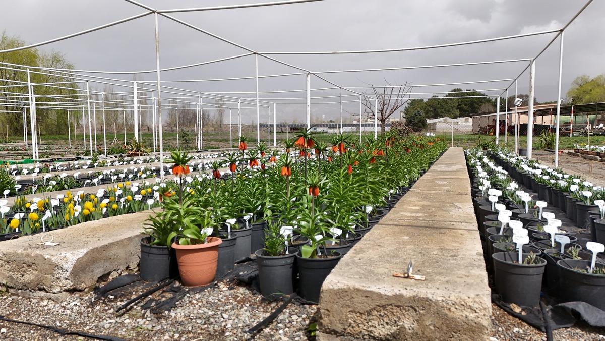 Yılda sadece 20 g&uuml;n yaşıyor!  Koparmanın cezası dudak u&ccedil;uklatıyor 3