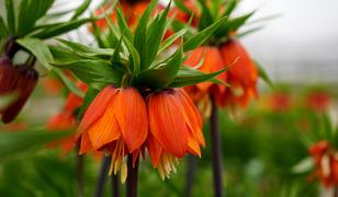 Yılda sadece 20 g&uuml;n yaşıyor!  Koparmanın cezası dudak u&ccedil;uklatıyor